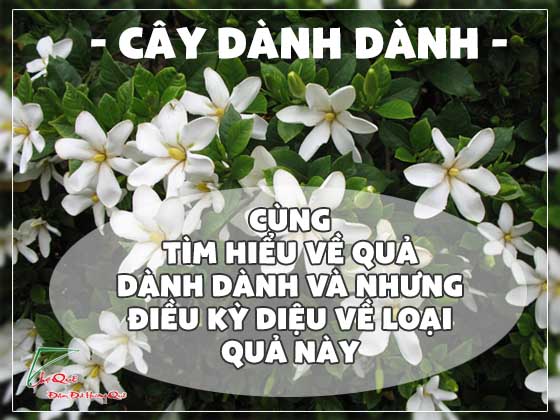 quả dành dành và những điều kỳ diệu